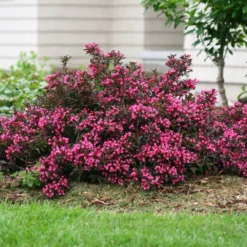 Fast Growing Trees Spilled Wine® Weigela Shrub See All Flowering Trees 9 Fast Growing Trees Spilled Wine® Weigela Shrub See All Flowering Trees