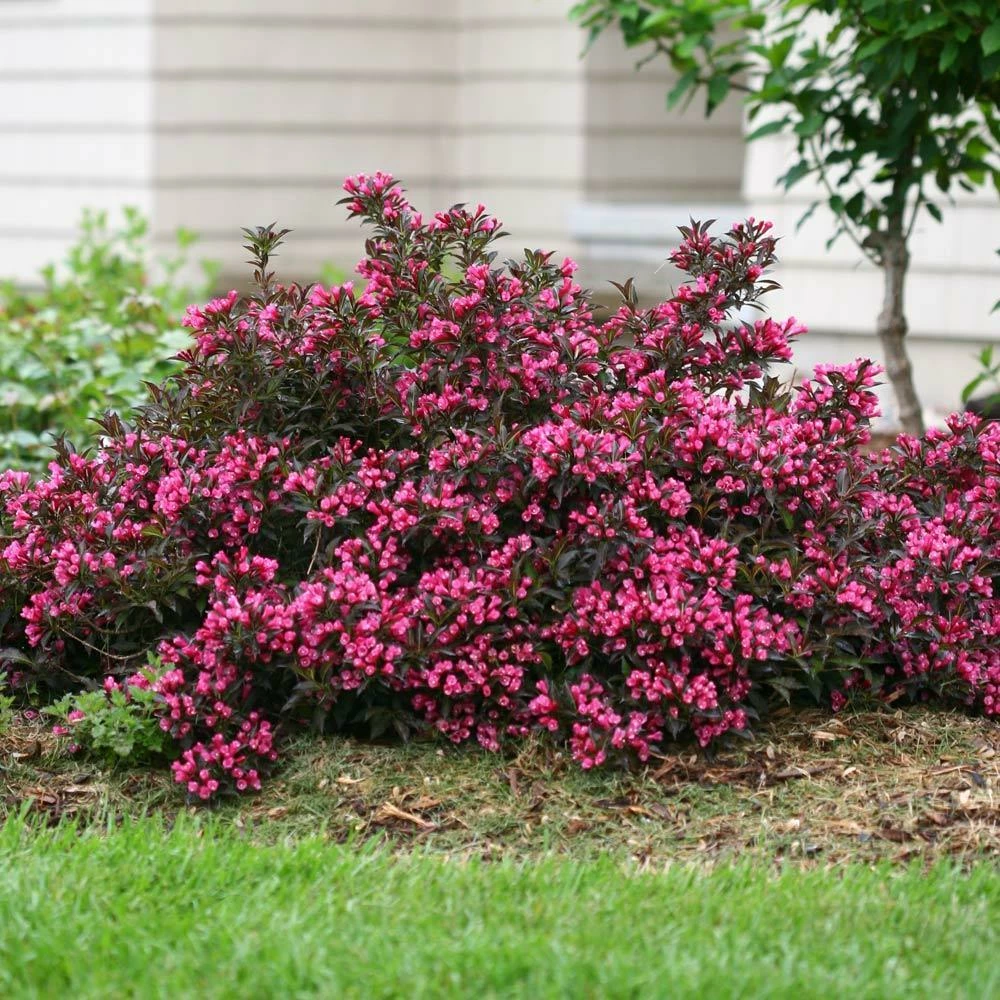 Fast Growing Trees Spilled Wine® Weigela Shrub See All Flowering Trees 5 Fast Growing Trees Spilled Wine® Weigela Shrub See All Flowering Trees