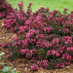 Fast Growing Trees Spilled Wine® Weigela Shrub See All Flowering Trees 8 Fast Growing Trees Spilled Wine® Weigela Shrub See All Flowering Trees