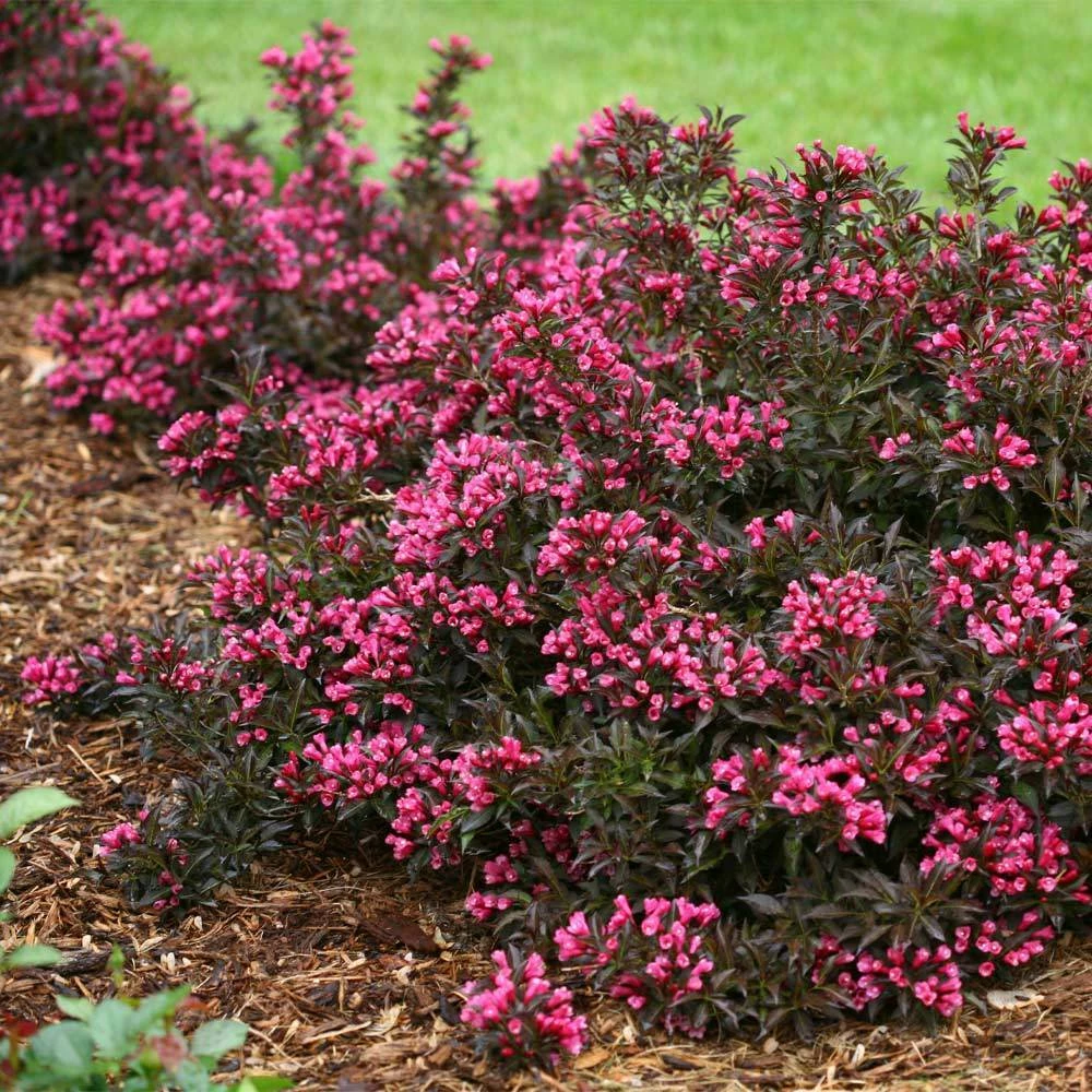 Fast Growing Trees Spilled Wine® Weigela Shrub See All Flowering Trees 4 Fast Growing Trees Spilled Wine® Weigela Shrub See All Flowering Trees