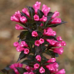 Fast Growing Trees Spilled Wine® Weigela Shrub See All Flowering Trees 10 Fast Growing Trees Spilled Wine® Weigela Shrub See All Flowering Trees