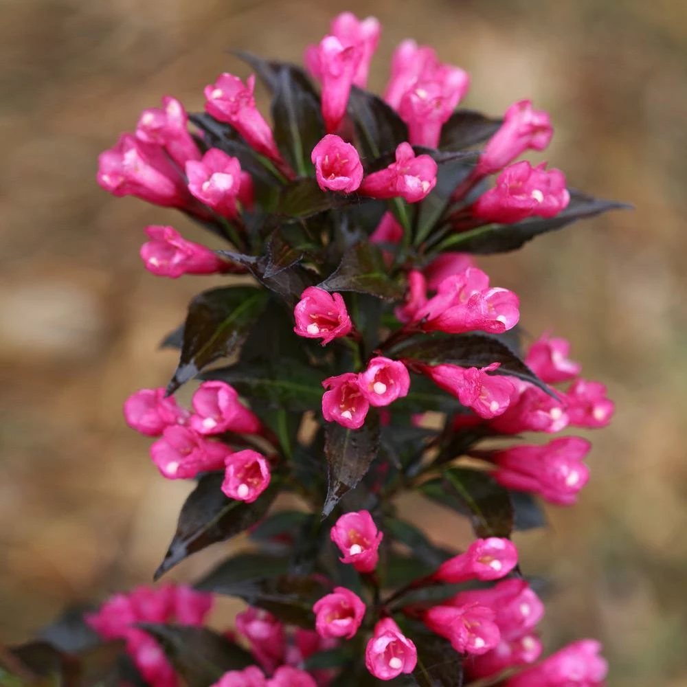 Fast Growing Trees Spilled Wine® Weigela Shrub See All Flowering Trees 6 Fast Growing Trees Spilled Wine® Weigela Shrub See All Flowering Trees