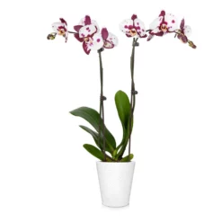 Fast Growing Trees Orchid Plant In White Pot 23 Fast Growing Trees Orchid Plant In White Pot