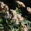 Fast Growing Trees Spring Bouquet Viburnum
