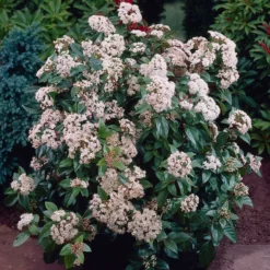 Fast Growing Trees Spring Bouquet Viburnum