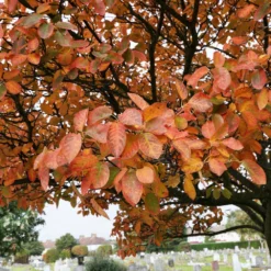 Fast Growing Trees See All Fruit Trees Spring Glory® Serviceberry Tree
