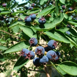 Fast Growing Trees See All Fruit Trees Spring Glory® Serviceberry Tree