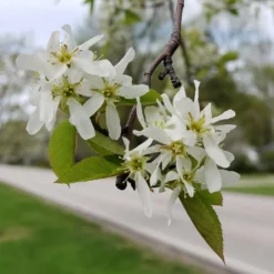 Fast Growing Trees See All Fruit Trees Spring Glory® Serviceberry Tree