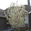Fast Growing Trees Spring Snow Flowering Crabapple Tree Crabapple Trees