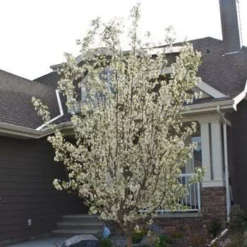 Fast Growing Trees Spring Snow Flowering Crabapple Tree Crabapple Trees