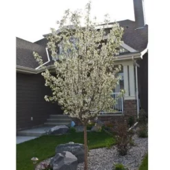 Fast Growing Trees Spring Snow Flowering Crabapple Tree Crabapple Trees