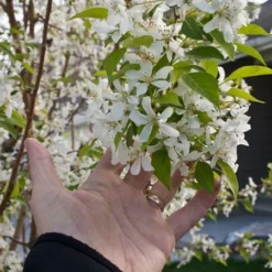 Fast Growing Trees Spring Snow Flowering Crabapple Tree Crabapple Trees