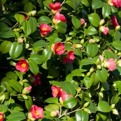 Fast Growing Trees Spring's Promise Camellia Shrub