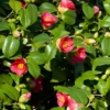 Fast Growing Trees Spring's Promise Camellia Shrub