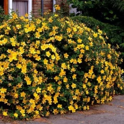 Fast Growing Trees St John's Wort Plant