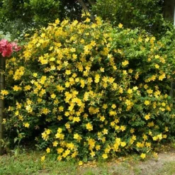 Fast Growing Trees St John's Wort Plant