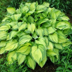 Fast Growing Trees See All Shrubs & Hedges Stained Glass Hosta Plant