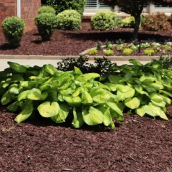 Fast Growing Trees See All Shrubs & Hedges Stained Glass Hosta Plant