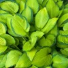 Fast Growing Trees See All Shrubs & Hedges Stained Glass Hosta Plant 1 Fast Growing Trees See All Shrubs & Hedges Stained Glass Hosta Plant