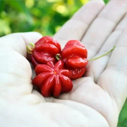 Fast Growing Trees Star Cherry Tree (Pitanga) Cherry Trees