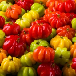 Fast Growing Trees Star Cherry Tree (Pitanga) Cherry Trees