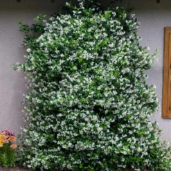 Fast Growing Trees Star Jasmine