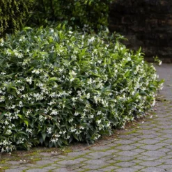 Fast Growing Trees Star Jasmine