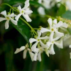 Fast Growing Trees Star Jasmine