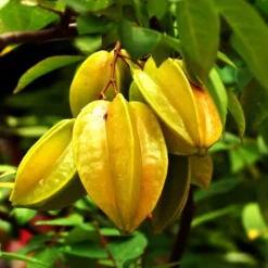 Fast Growing Trees Starfruit 'Carambola' Tree