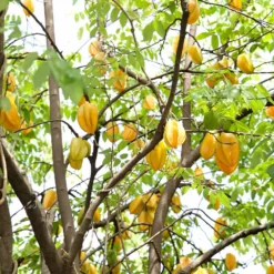 Fast Growing Trees Starfruit 'Carambola' Tree