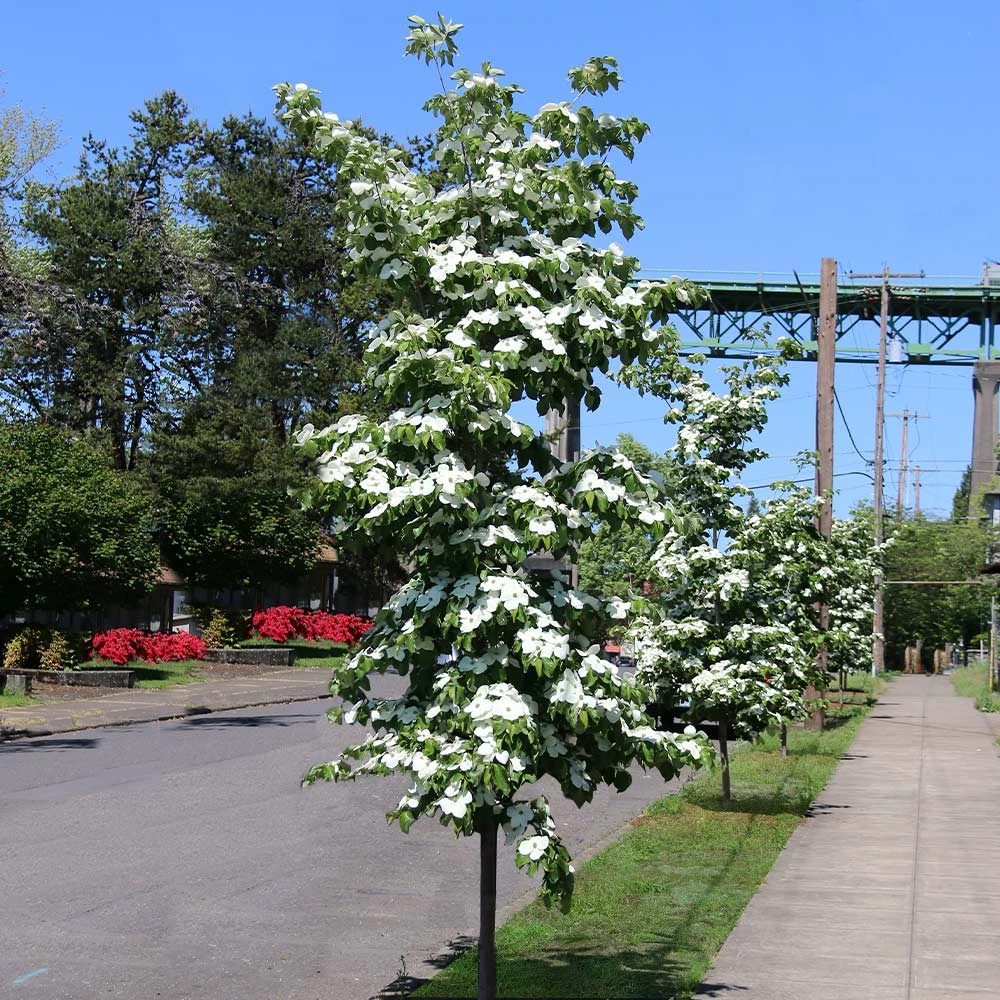 Fast Growing Trees Starlight Flowering Dogwood Tree Dogwood Trees 6 Fast Growing Trees Starlight Flowering Dogwood Tree Dogwood Trees
