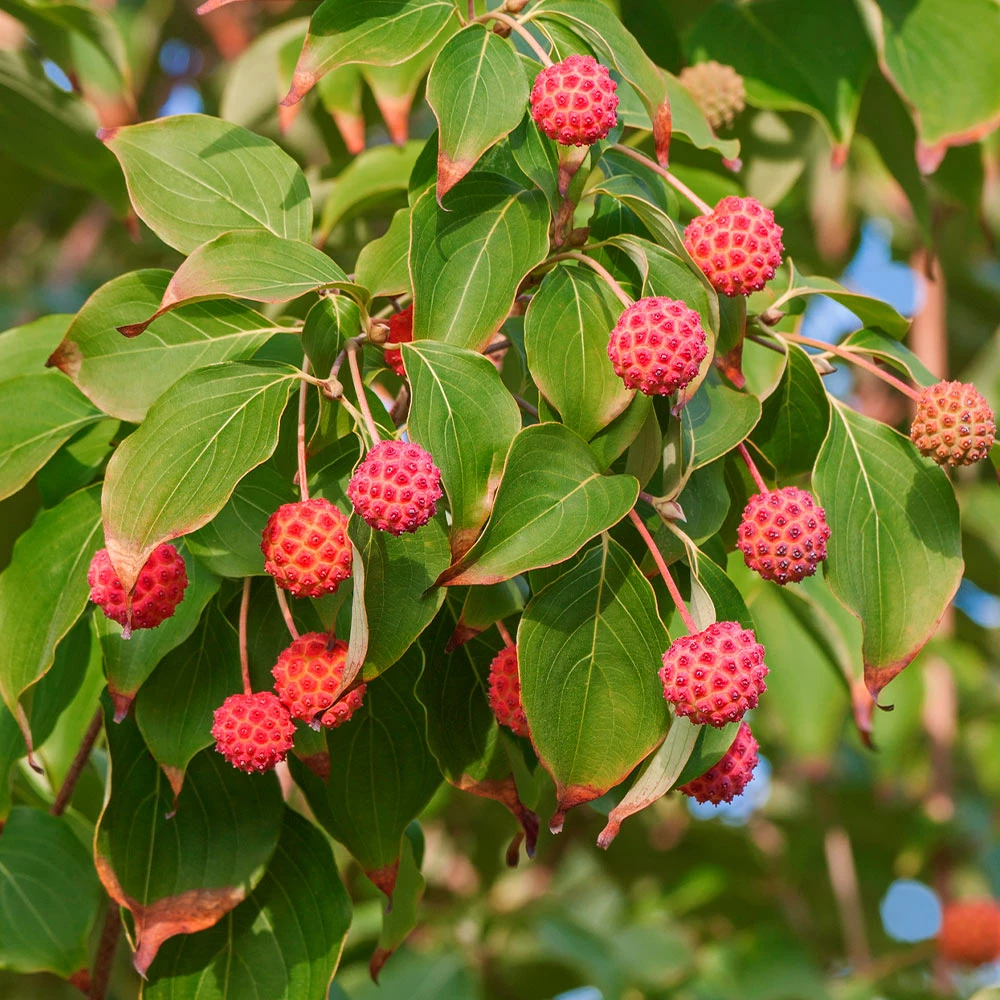 Fast Growing Trees Starlight Flowering Dogwood Tree Dogwood Trees 7 Fast Growing Trees Starlight Flowering Dogwood Tree Dogwood Trees