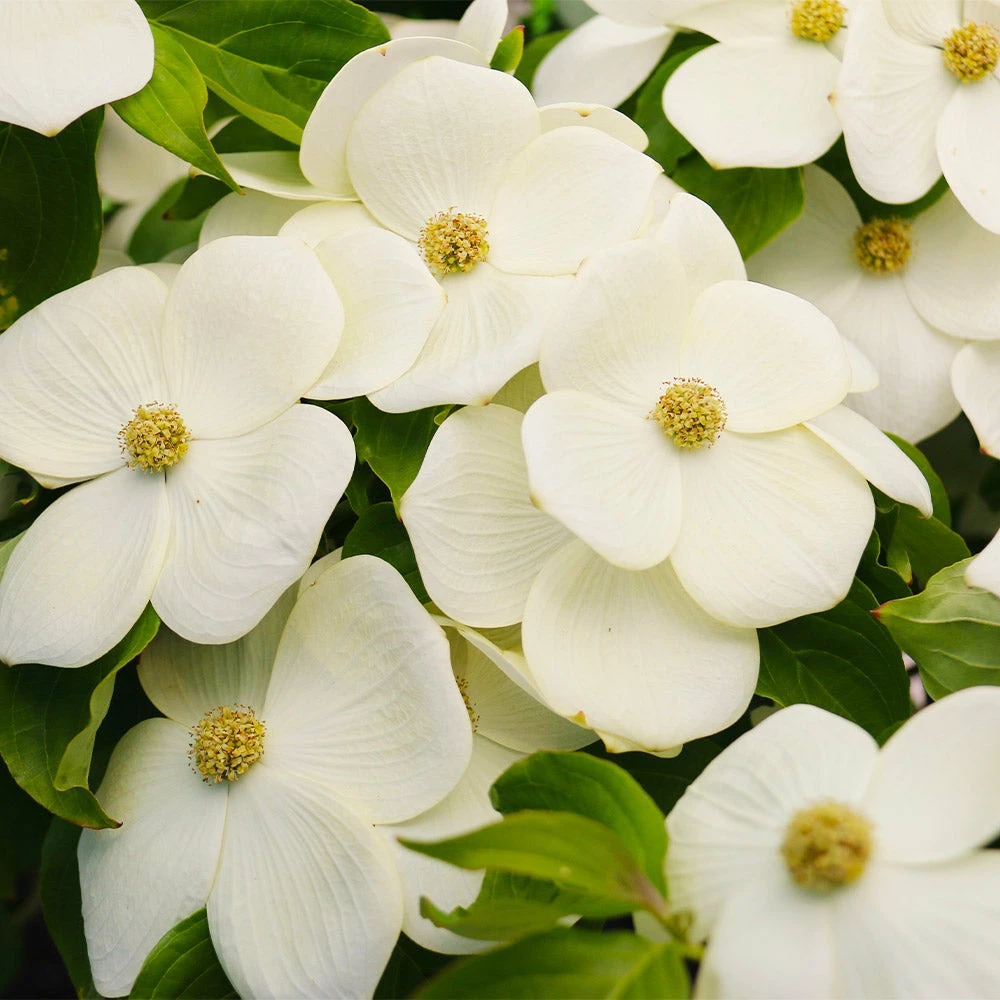 Fast Growing Trees Starlight Flowering Dogwood Tree Dogwood Trees 4 Fast Growing Trees Starlight Flowering Dogwood Tree Dogwood Trees
