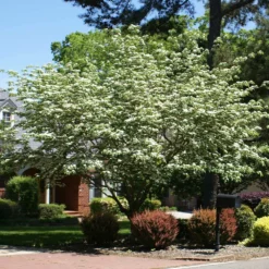 Fast Growing Trees Starlight Flowering Dogwood Tree Dogwood Trees 9 Fast Growing Trees Starlight Flowering Dogwood Tree Dogwood Trees