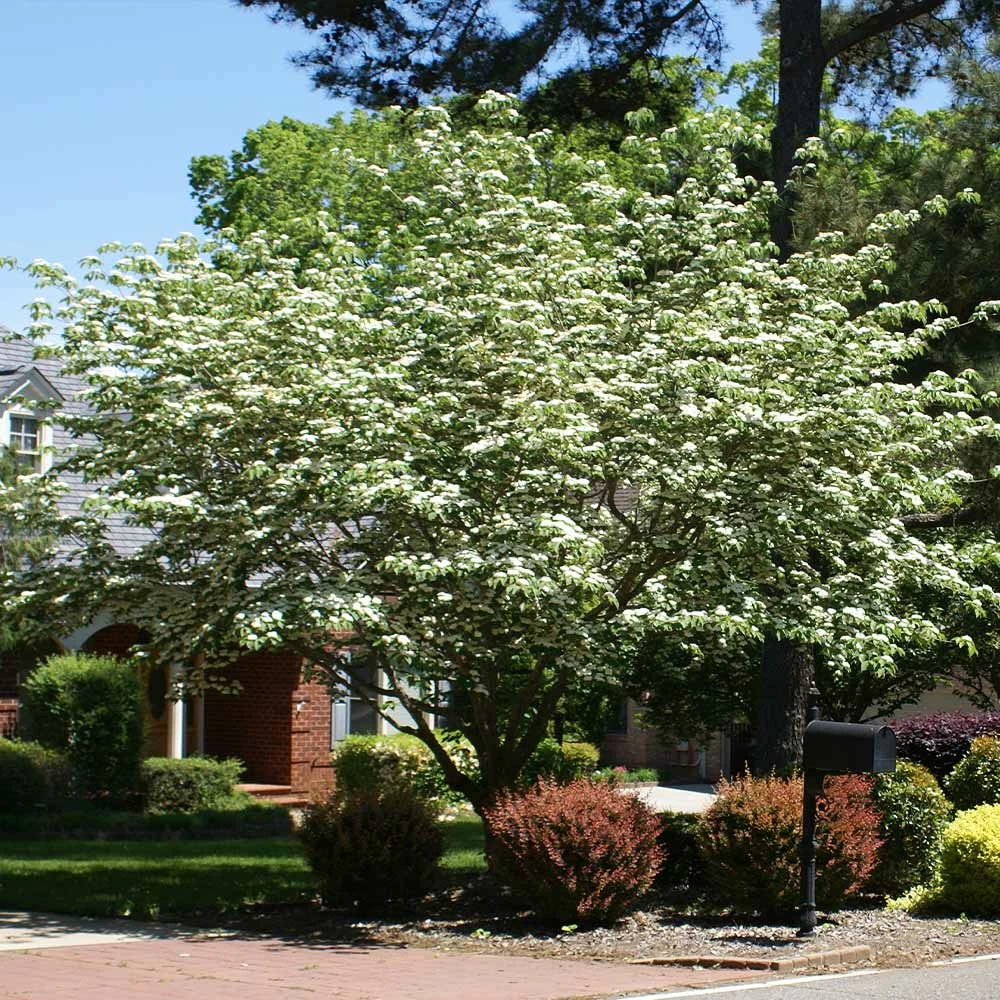 Fast Growing Trees Starlight Flowering Dogwood Tree Dogwood Trees 5 Fast Growing Trees Starlight Flowering Dogwood Tree Dogwood Trees
