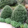 Fast Growing Trees Steeds Japanese Holly Shrub