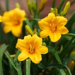 Fast Growing Trees Most Cold Hardy Stella D'Oro Daylily Plant