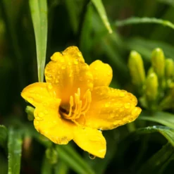 Fast Growing Trees Most Cold Hardy Stella D'Oro Daylily Plant