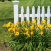 Fast Growing Trees Most Cold Hardy Stella D'Oro Daylily Plant