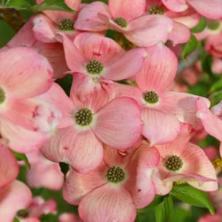 Fast Growing Trees Stellar Pink Dogwood Tree Dogwood Trees