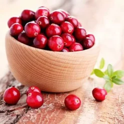 Fast Growing Trees Cranberry Bushes Stevens Cranberry Plant - USDA Organic