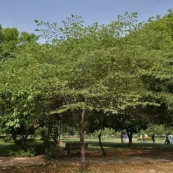 Fast Growing Trees Strawberry Tree