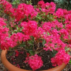 Fast Growing Trees Strawberry Dazzle® Dwarf Crape Myrtle 9 Fast Growing Trees Strawberry Dazzle® Dwarf Crape Myrtle
