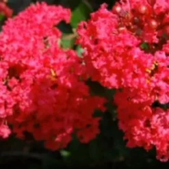 Fast Growing Trees Strawberry Dazzle® Dwarf Crape Myrtle 10 Fast Growing Trees Strawberry Dazzle® Dwarf Crape Myrtle