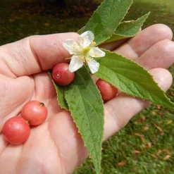 Fast Growing Trees Strawberry Tree