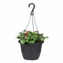 Fast Growing Trees Strawberry Hanging Basket Strawberry Plants