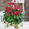 Fast Growing Trees Strawberry Hanging Basket Strawberry Plants