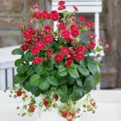 Fast Growing Trees Strawberry Hanging Basket Strawberry Plants