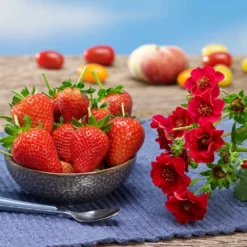 Fast Growing Trees Strawberry Hanging Basket Strawberry Plants