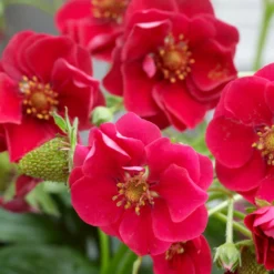 Fast Growing Trees Strawberry Hanging Basket Strawberry Plants